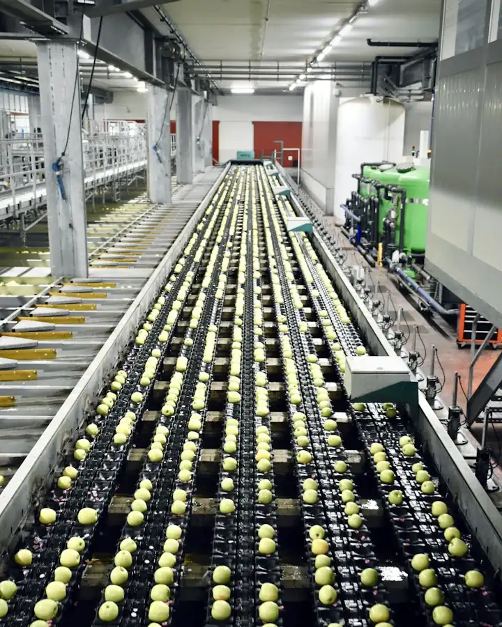 Automated food processing conveyor line